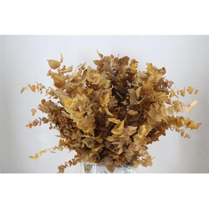 Pres Euca Stuartiana Yellow Bunch