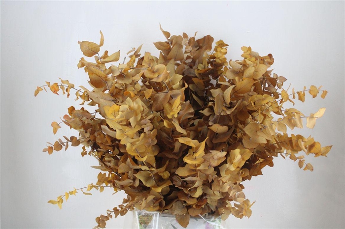 <h4>Pres Euca Stuartiana Yellow Bunch</h4>