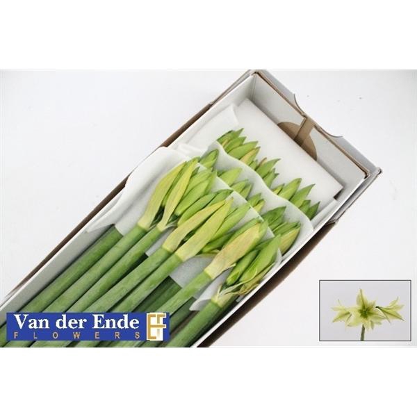 <h4>HIPP DI GREEN VALLEY</h4>