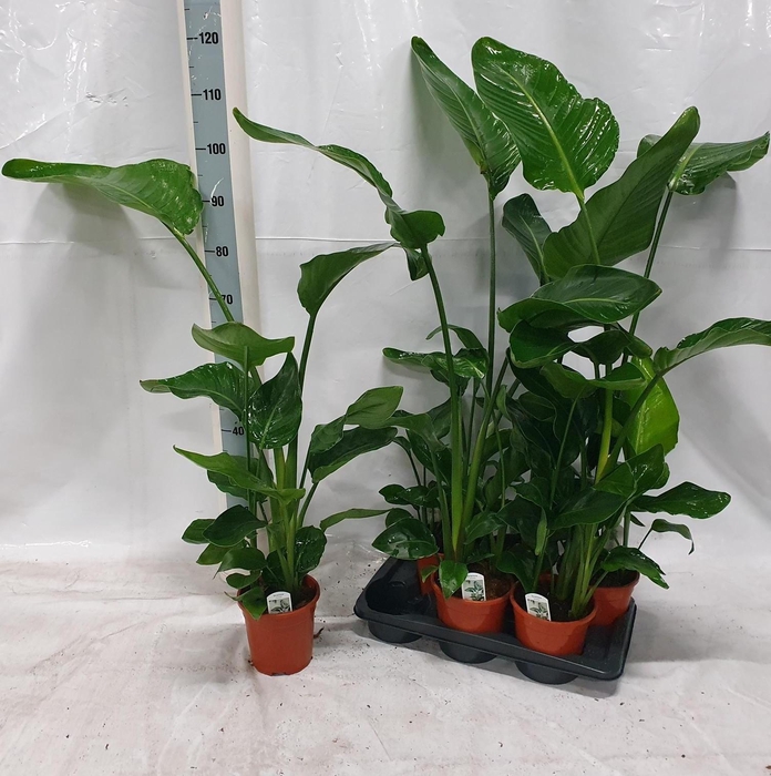 <h4>STRELITZIA NICOLAI</h4>