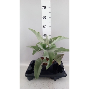 Kalanchoe NF beharensis