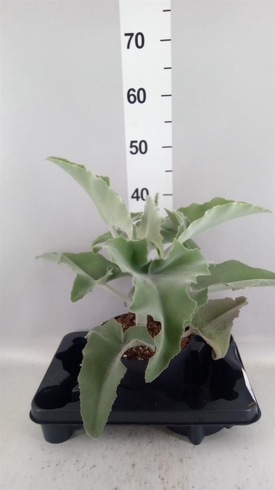 <h4>Kalanchoe NF beharensis</h4>