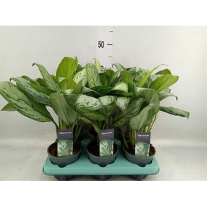 Aglaonema  'Maria Christina'