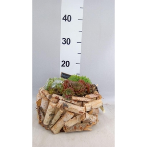 Arr.  Sempervivum L%