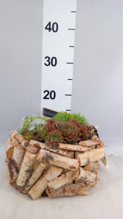 <h4>Arr.  Sempervivum L%</h4>