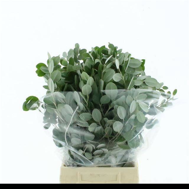 <h4>PITTOSPORUM BS</h4>