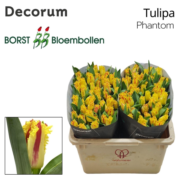 <h4>TU FR Phantom</h4>