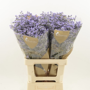 Limonium Maine Blue