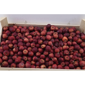 Sier Malusappel Dark Red 5kg P Box