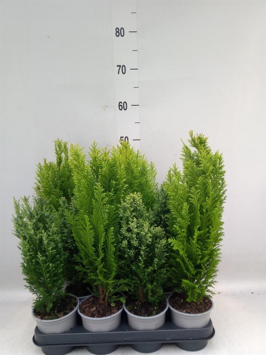 <h4>Conifers   ...mix</h4>