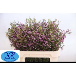 Chamelaucium Purple Pride