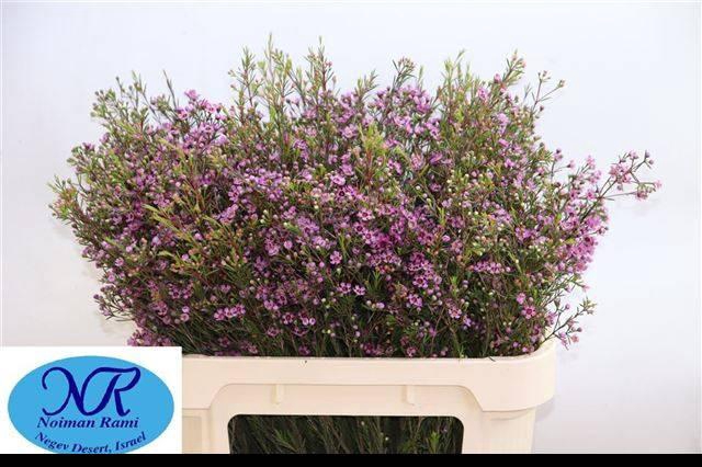 <h4>Chamelaucium Purple Pride</h4>