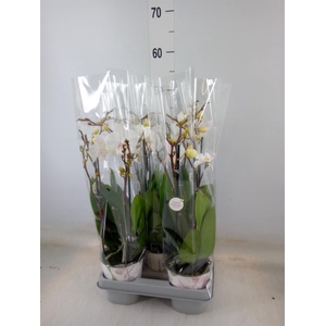 Phalaenopsis  'Manta Similan'