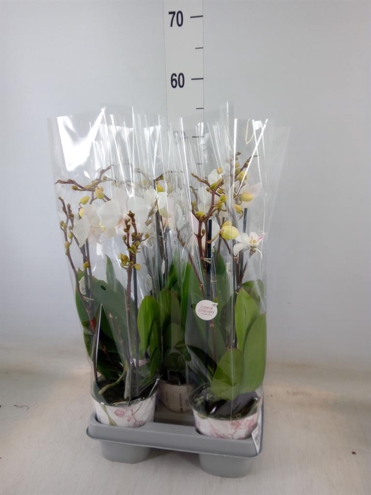 <h4>Phalaenopsis 'Manta Similan'</h4>