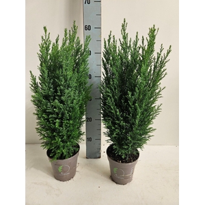 Chamaecyparis laws. 'Ellwoodii'