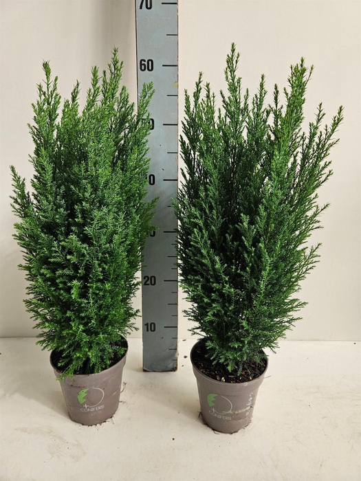 <h4>Chamaecyparis laws. 'Ellwoodii'</h4>