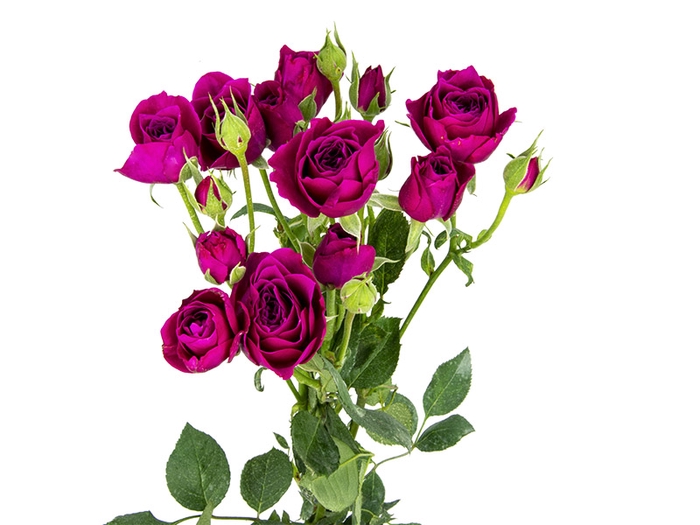 ROSA SPRAY HOT MAJOLIKA 050 CM