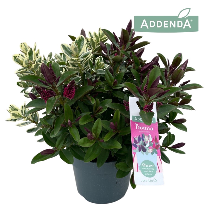<h4>Hebe  'Addenda'   ...mix in pot</h4>