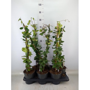 Trachelospermum jasm.