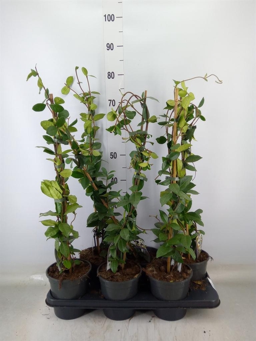 <h4>Trachelospermum jasm.</h4>