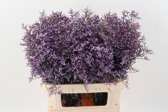 <h4>Lim Saf Lilac</h4>