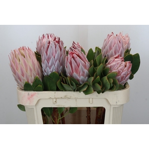 Protea Cynaroides