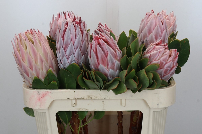<h4>Protea Cynaroides</h4>