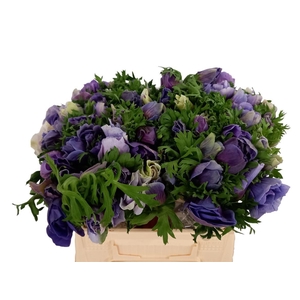 Anem Mistral Super Celeste Azzuro