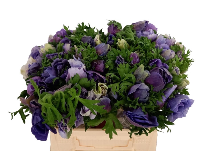 <h4>Anem Mistral Super Celeste Azzuro</h4>