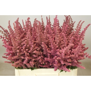 Astilbe Loud And Proud