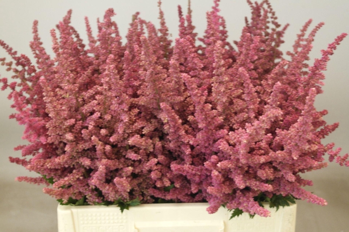 <h4>Astilbe Loud And Proud</h4>
