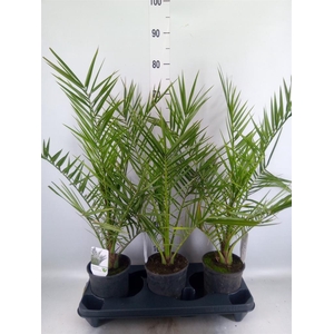 Phoenix canariensis