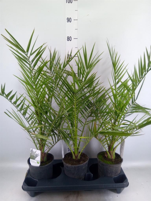 <h4>Phoenix canariensis</h4>
