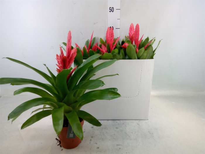 <h4>Vriesea  'Intenso Pink'</h4>