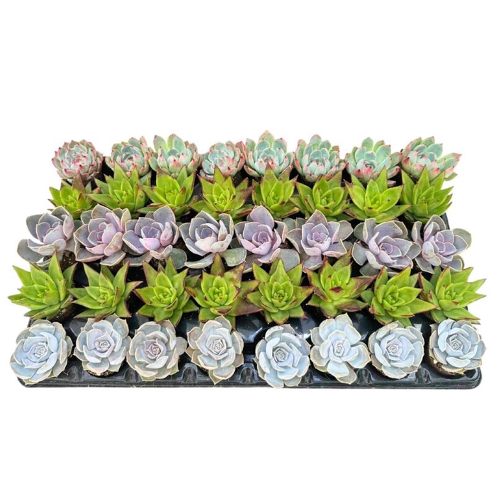 <h4>ECHEVERIA-HYBRID P5,5 PLUGS</h4>