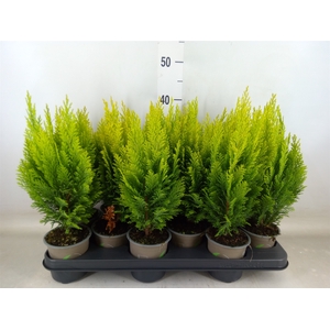 Chamaecyparis laws. 'Ellwoods Emp'