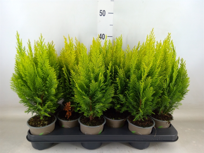 <h4>Chamaecyparis laws. 'Ellwoods Emp'</h4>
