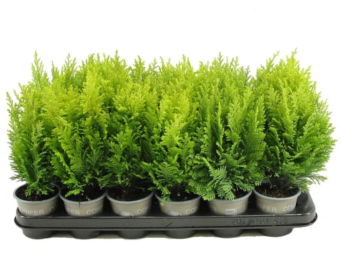 <h4>Chamaecyparis lawsoniana 'Ellwood's Empire' P9</h4>