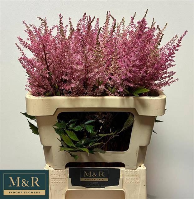 <h4>ASTIL AR ERIKA</h4>