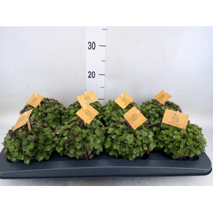 Callisia repens 'Turtle'