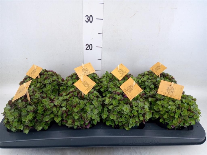 <h4>Callisia repens 'Turtle'</h4>