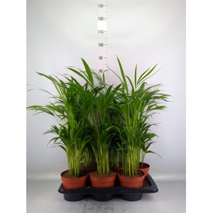 Dypsis lutescens   ...Chrysalidoca