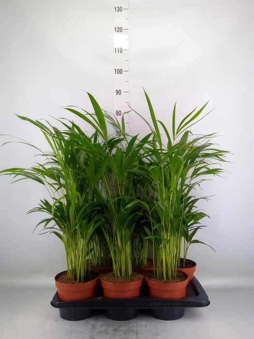 <h4>Dypsis lutescens   ...Chrysalidoca</h4>