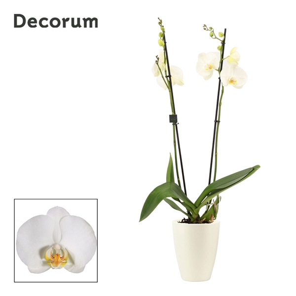 <h4>Phalaenopsis 2 tak 16+ wit in Carly wit mat(Deco-collection)</h4>