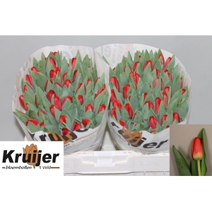 TU EN ANTARCTIC FIRE