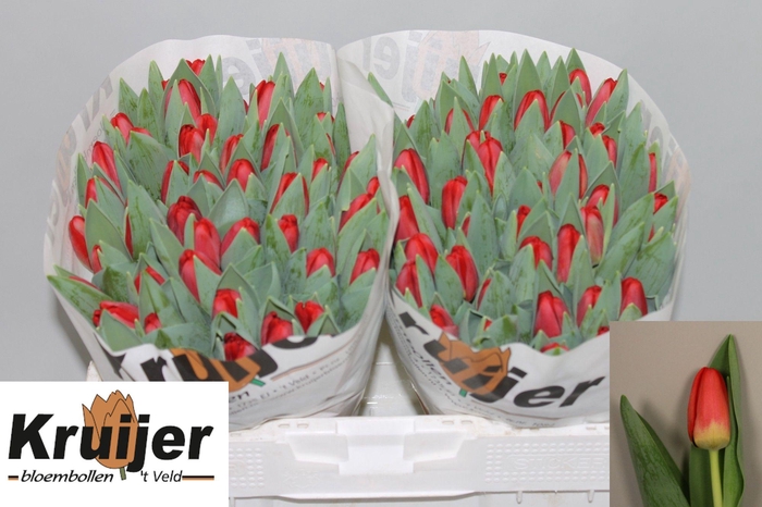 <h4>TU EN ANTARCTIC FIRE</h4>