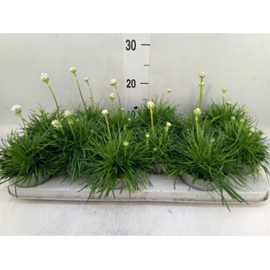 Armeria maritima 'Armada White'