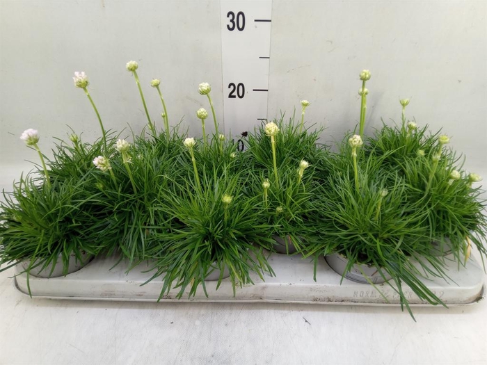 <h4>Armeria maritima 'Armada White'</h4>