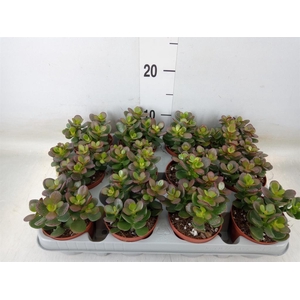 Crassula ovata 'Minor'