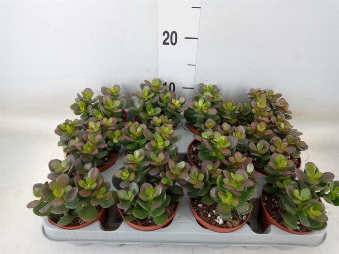 <h4>Crassula ovata 'Minor'</h4>
